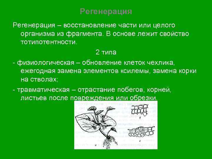 Регенерация – восстановление части или целого организма из фрагмента. В основе лежит свойство тотипотентности.