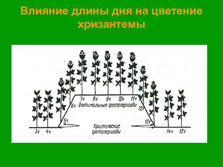 Влияние длины дня на цветение хризантемы 