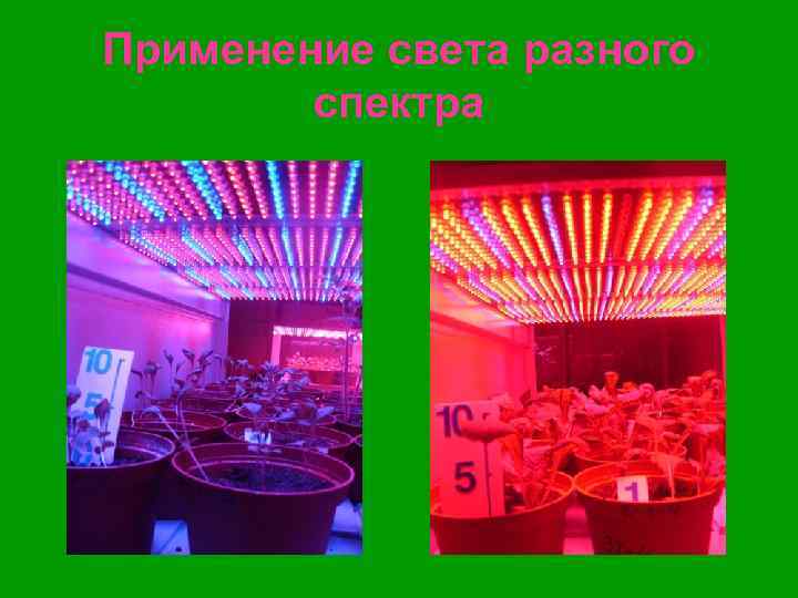 Применение света разного спектра 