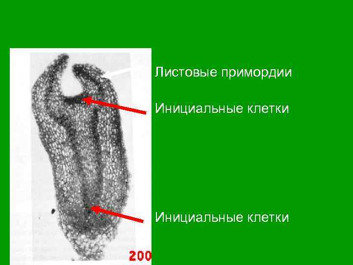 СТРОЕНИЕ ЗАРОДЫША ДВУДОЛЬНЫХ Листовые примордии Инициальные клетки 