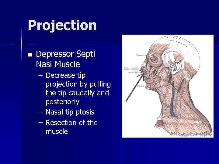 Projection n Depressor Septi Nasi Muscle – Decrease tip projection by pulling the tip