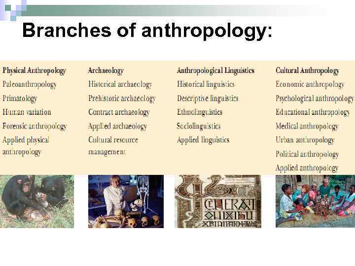 Branches of anthropology: 