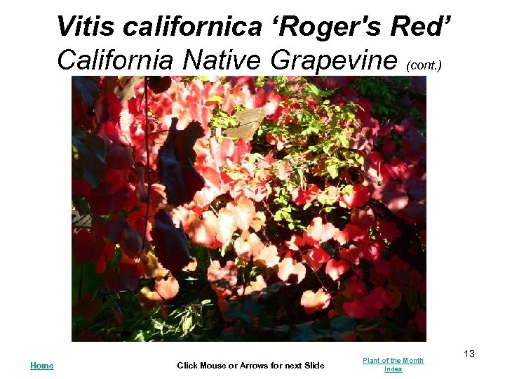 Vitis californica ‘Roger's Red’ California Native Grapevine (cont. ) Home Click Mouse or Arrows