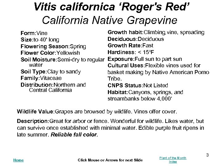 Vitis californica ‘Roger's Red’ California Native Grapevine Growth habit: Climbing vine, spreading. Form: Vine
