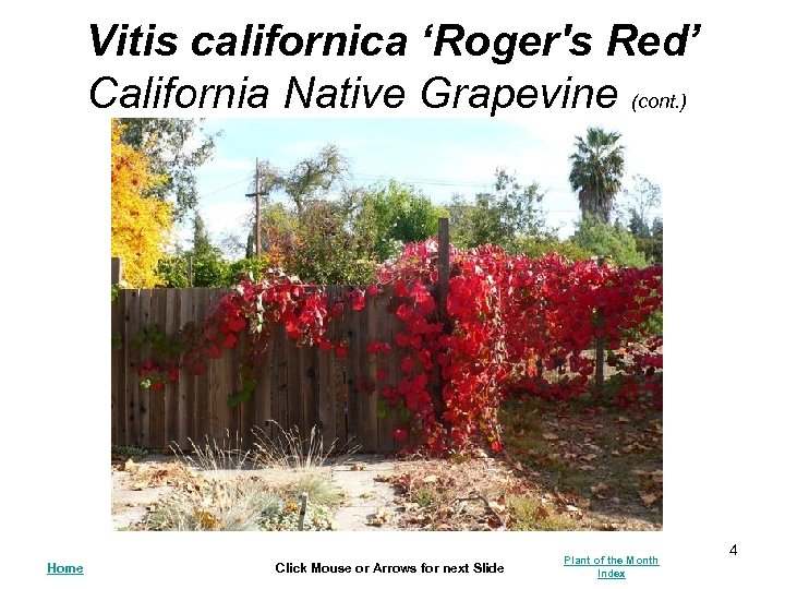 Vitis californica ‘Roger's Red’ California Native Grapevine (cont. ) Home Click Mouse or Arrows