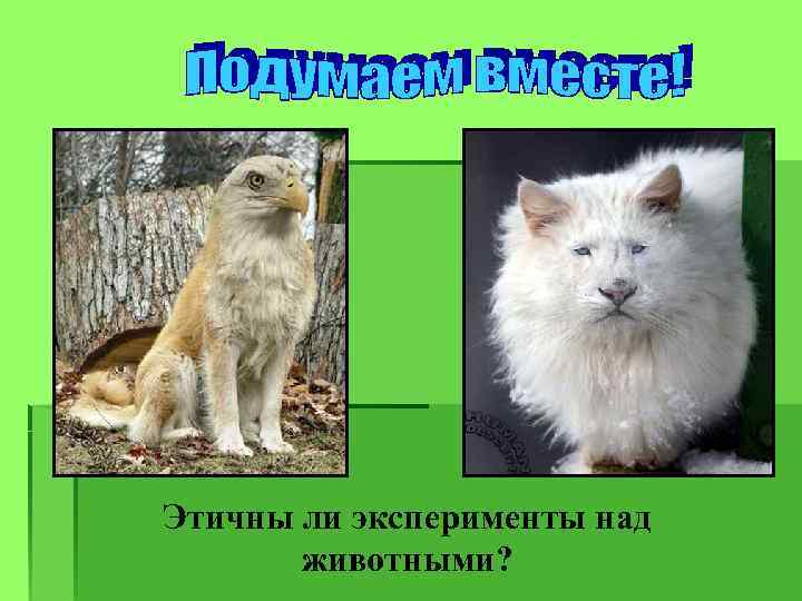 Этичны ли эксперименты над животными? 