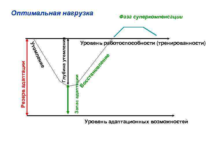 Фаза суперкомпенсации Во сс та но в ле ни е Уровень работоспособности (тренированности) Запас
