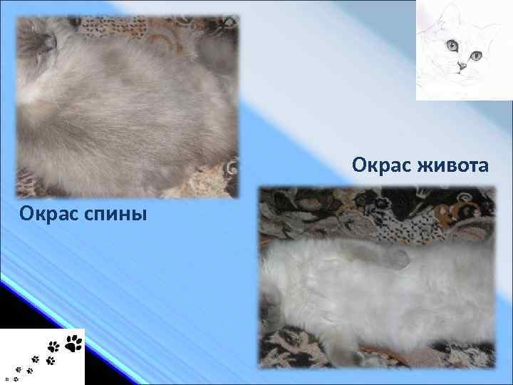 Окрас живота Окрас спины 