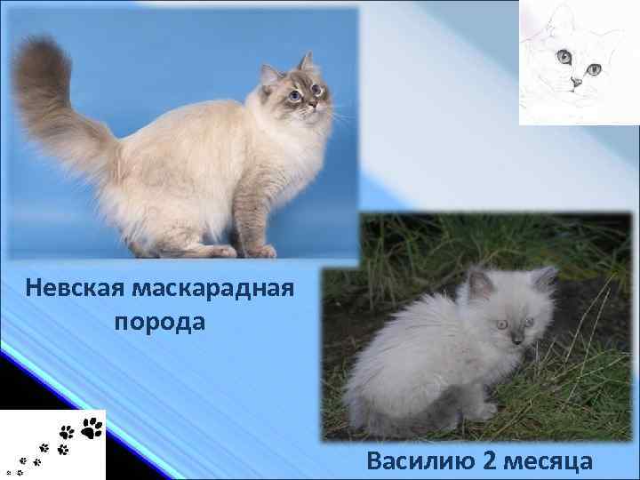 Невская маскарадная порода Василию 2 месяца 