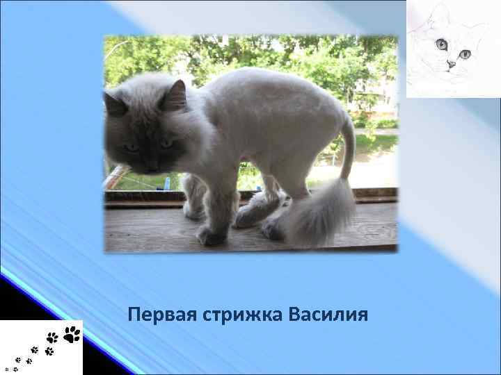 Первая стрижка Василия 