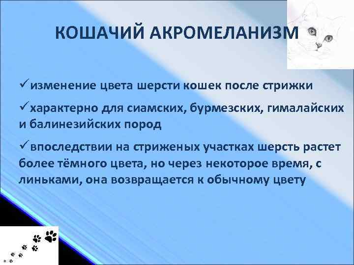 КОШАЧИЙ АКРОМЕЛАНИЗМ üизменение цвета шерсти кошек после стрижки üхарактерно для сиамских, бурмезских, гималайских и