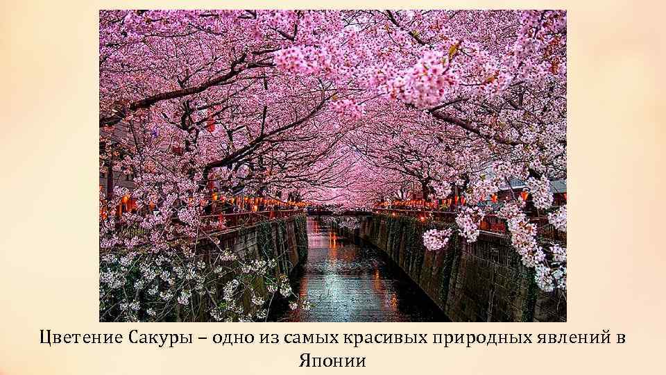 Цветение Сакуры – одно из самых красивых природных явлений в Японии 