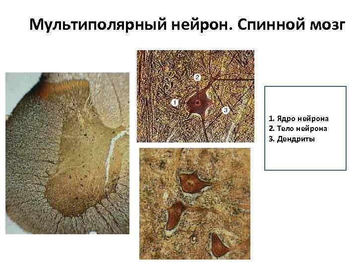 Мультиполярный нейрон. Спинной мозг 1. Ядро нейрона 2. Тело нейрона 3. Дендриты 