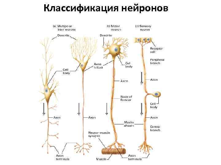 Классификация нейронов 