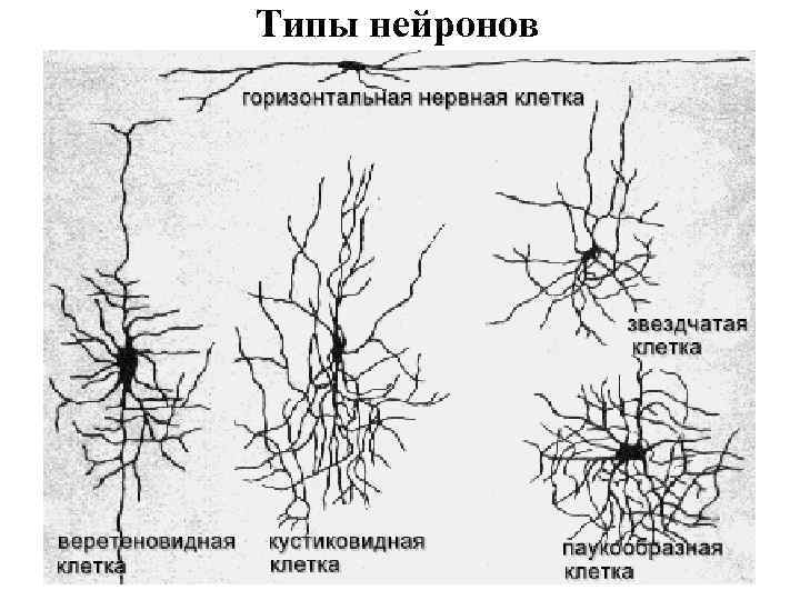 Типы нейронов 