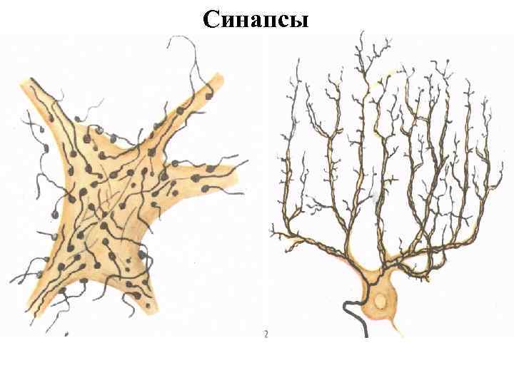 Синапсы 