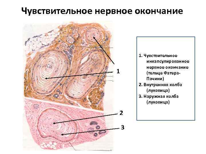 Чувствительное нервное окончание 1. Чувствительное инкапсулированное нервное окончание (тельце Фатера. Пачини) 2. Внутренняя колба
