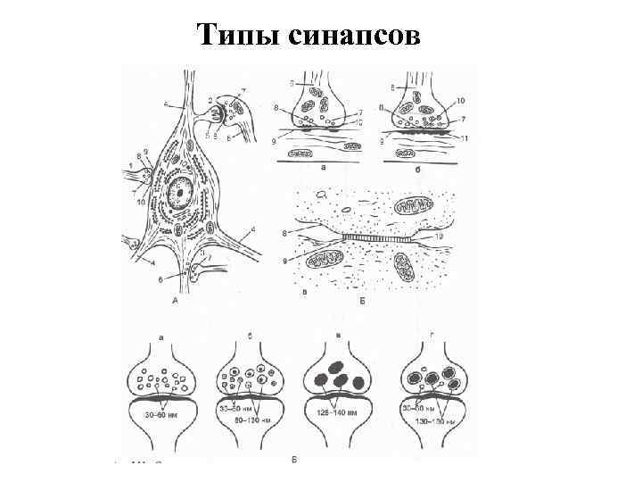 Типы синапсов 