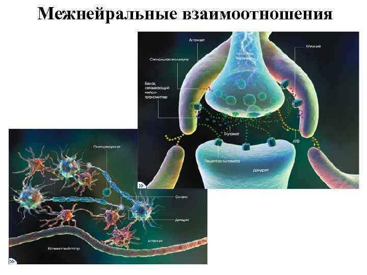 Межнейральные взаимоотношения 
