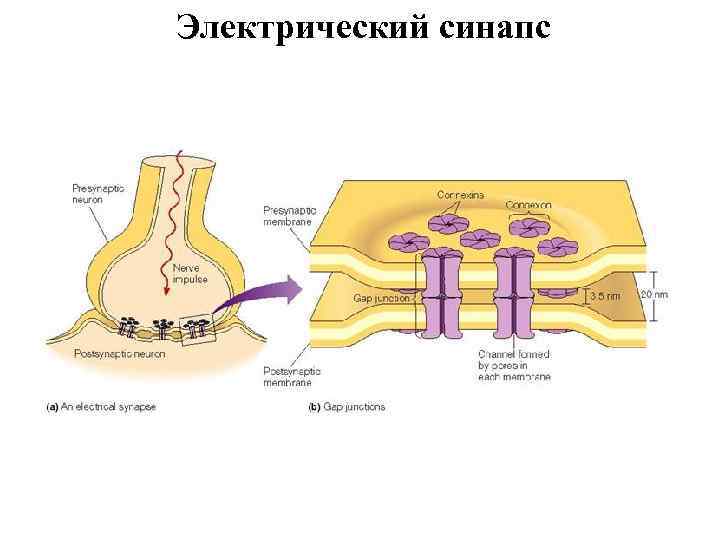 Электрический синапс 