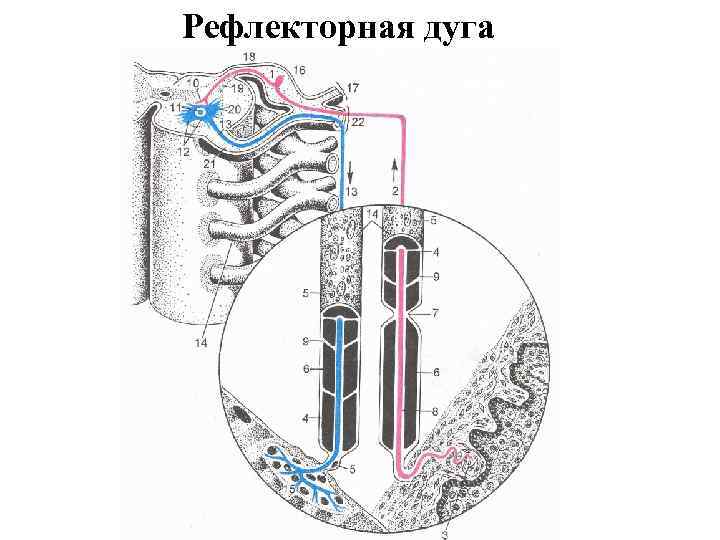 Рефлекторная дуга 