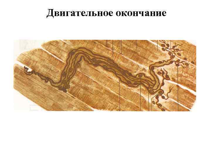 Двигательное окончание 