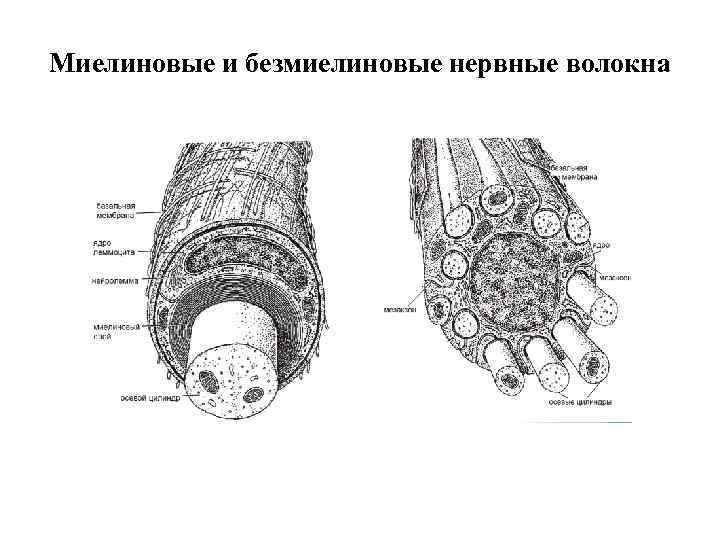 Схема строения миелинового и безмиелинового нервного волокна