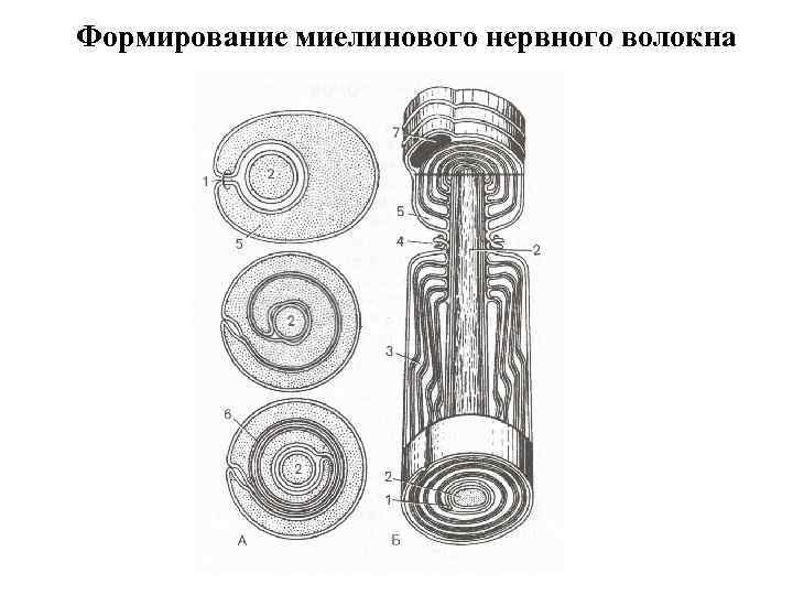 Формирование миелинового нервного волокна 