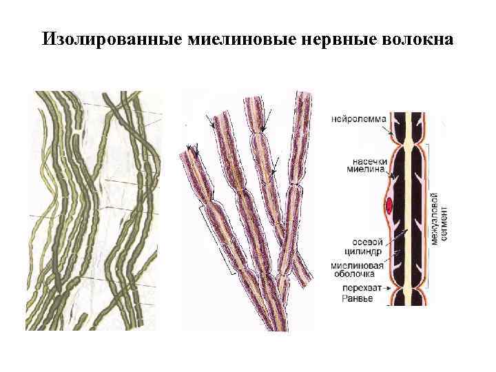 Рисунок миелиновые нервные волокна