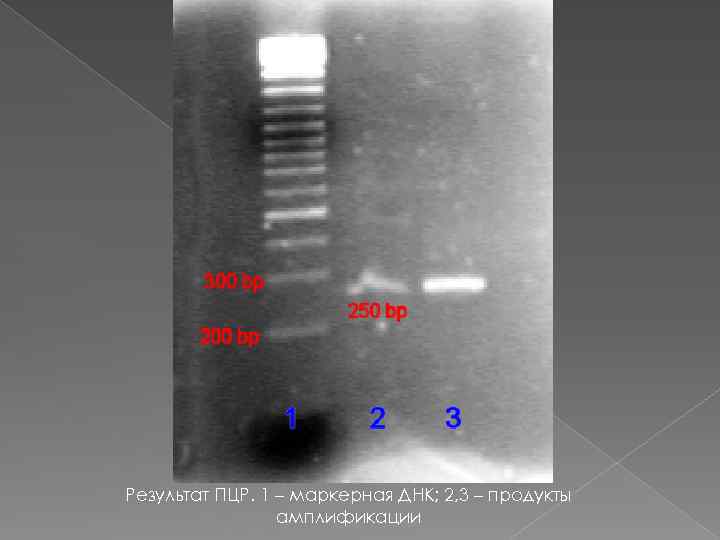 Результат ПЦР. 1 – маркерная ДНК; 2, 3 – продукты амплификации 