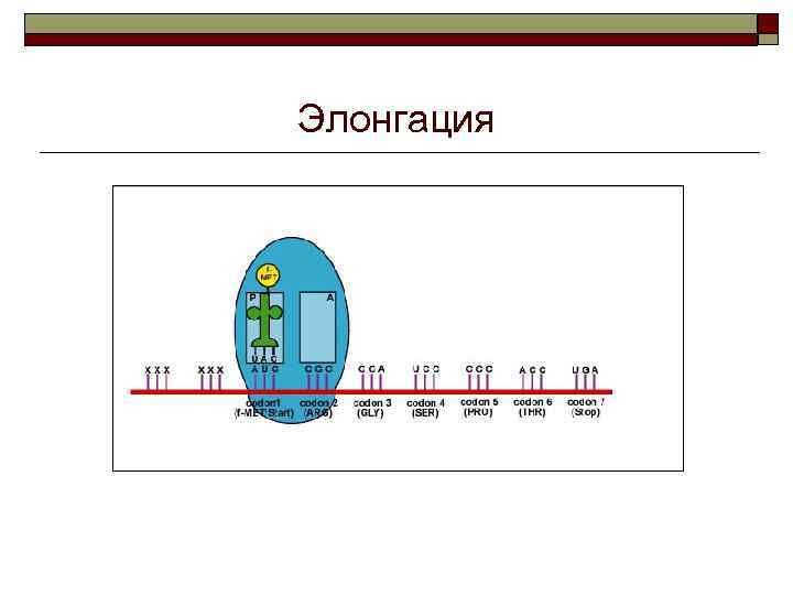 Элонгация 