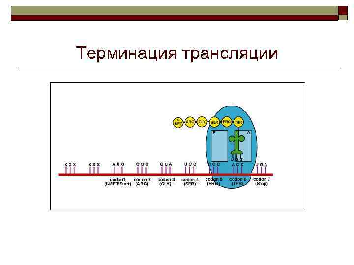 Терминация трансляции 