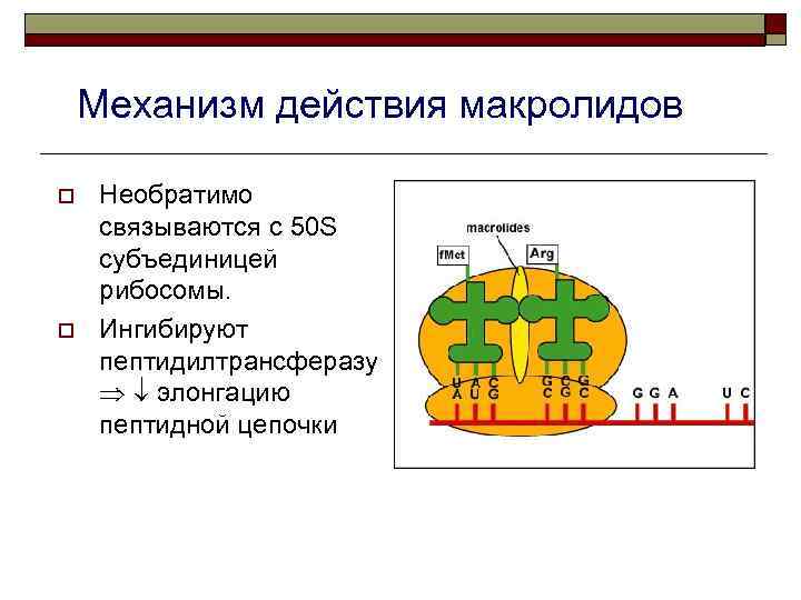 Механизм действия макролидов o o Необратимо связываются с 50 S субъединицей рибосомы. Ингибируют пептидилтрансферазу