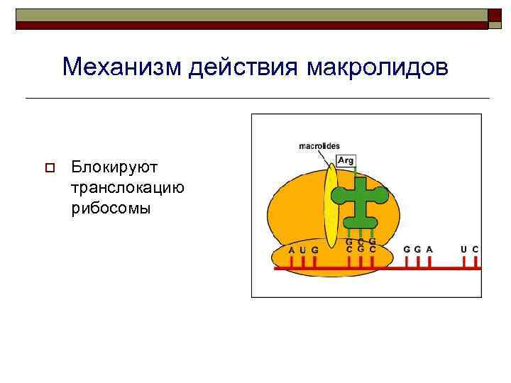 Механизм действия макролидов o Блокируют транслокацию рибосомы 