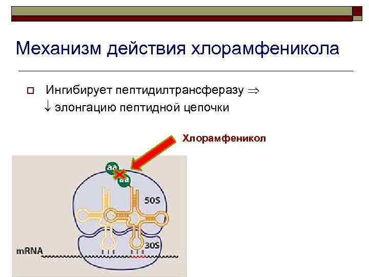 Механизм действия хлорамфеникола o Ингибирует пептидилтрансферазу элонгацию пептидной цепочки Хлорамфеникол 