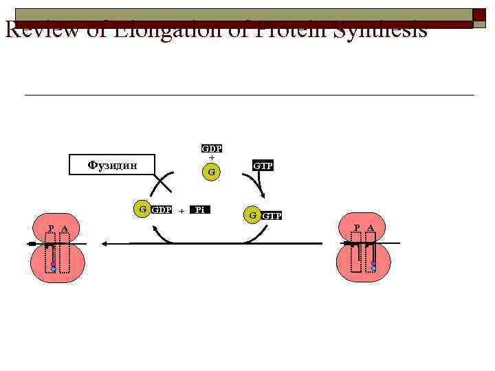 Review of Elongation of Protein Synthesis GDP + Фузидин G G GDP + P