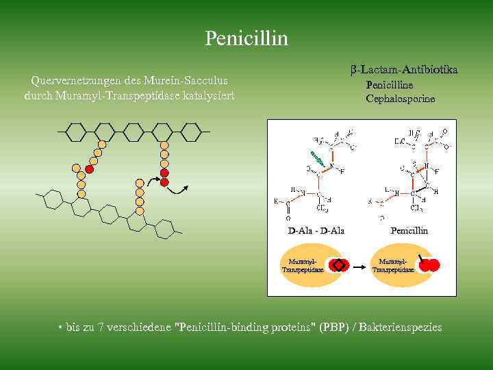 Penicillin -Lactam-Antibiotika Quervernetzungen des Murein-Sacculus durch Muramyl-Transpeptidase katalysiert Penicilline Cephalosporine D-Ala - D-Ala Muramyl.