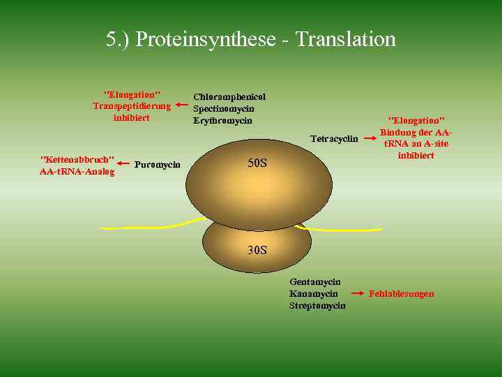 5. ) Proteinsynthese - Translation "Elongation" Transpeptidierung inhibiert Chloramphenicol Spectinomycin Erythromycin Tetracyclin "Kettenabbruch" AA-t.