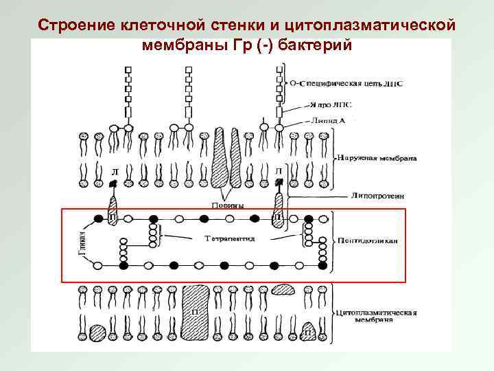 Изображенная на рисунке структура клетки обладающая полупроницаемостью представляет собой