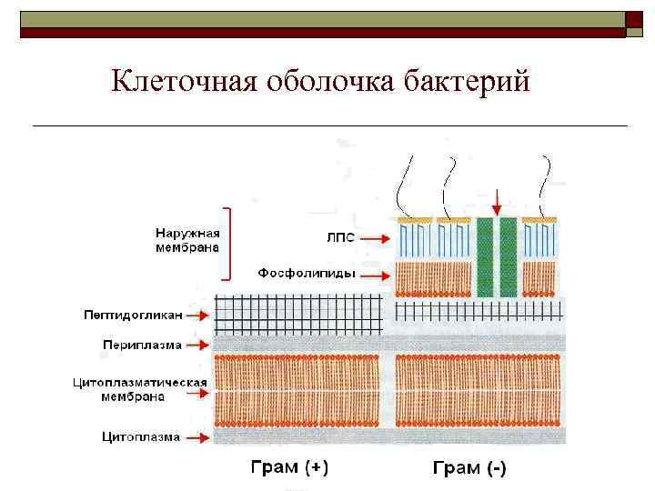 Разрушение клеточной стенки бактерий створаживание. Строение оболочки бактерий. Клеточная оболочка бактерий. Клеточная оболочка бактерий состоит. Строение оболочки клетки бактерий.