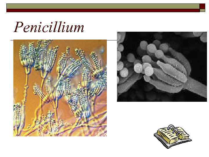 Penicillium 