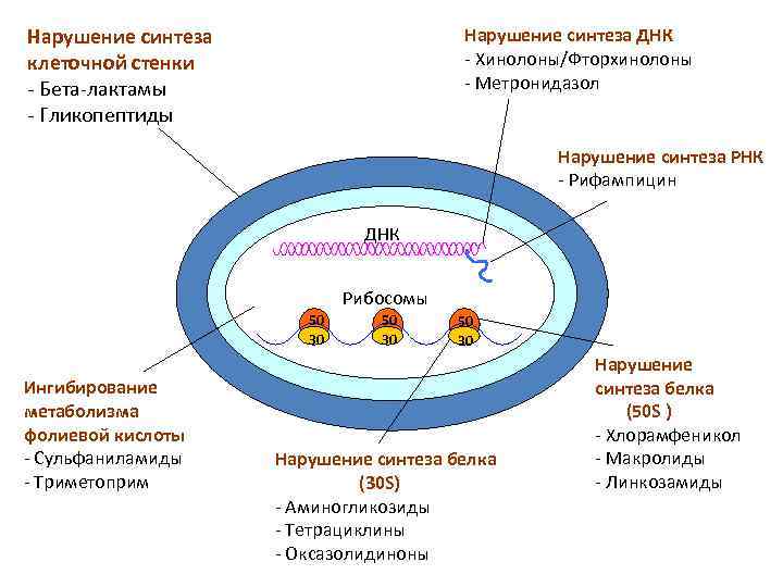 Нарушение синтеза клеточной стенки - Бета-лактамы - Гликопептиды Нарушение синтеза ДНК - Хинолоны/Фторхинолоны -