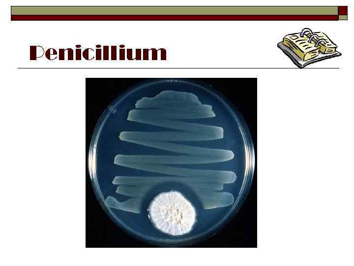 Penicillium 