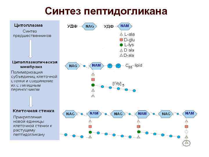 Синтез развитие. Синтез пептидогликана бактериальной клетки. Синтез пептидогликана схема. Состав и строение пептидогликана. Химический состав пептидогликана.