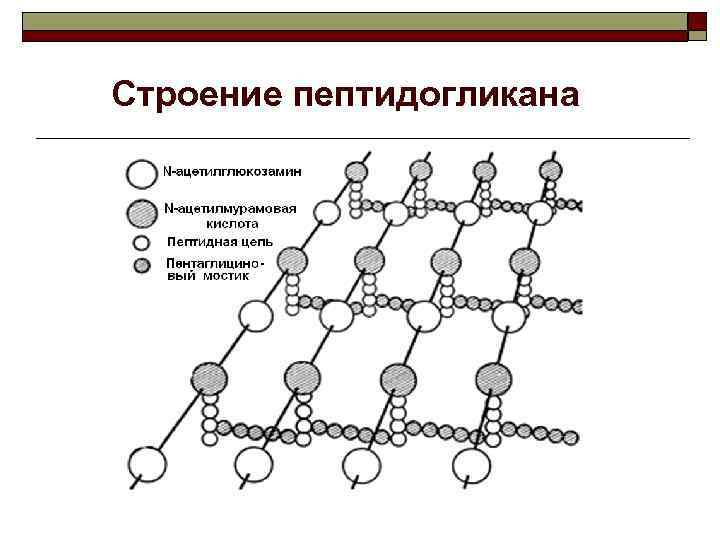 Содержит муреин участие в перемещении кольцевая