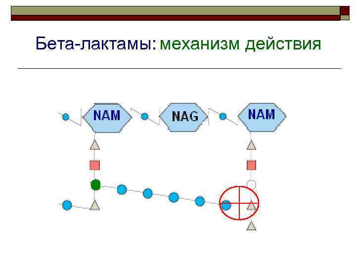 Бета-лактамы: механизм действия 