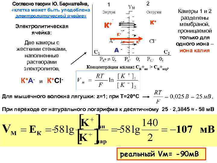 Согласно теории Ю. Бернштейна, «клетка может быть уподоблена электролитической ячейке» Электролитическая ячейка: Две камеры