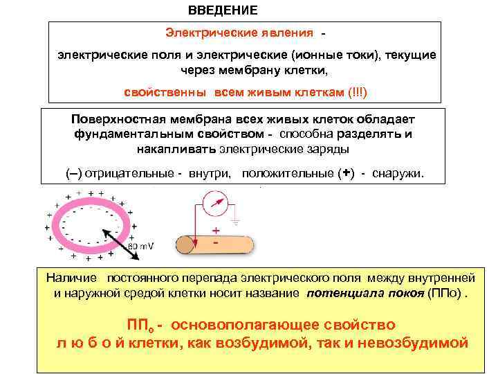 ВВЕДЕНИЕ Электрические явления электрические поля и электрические (ионные токи), текущие через мембрану клетки, свойственны