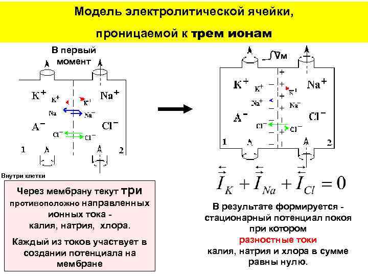 Модель электролитической ячейки, проницаемой к трем ионам В первый момент Vм Внутри клетки Через