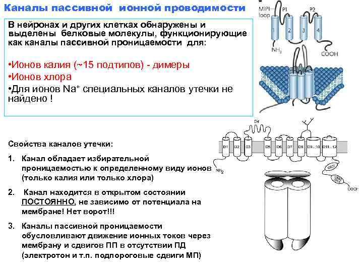 Каналы пассивной ионной проводимости В нейронах и других клетках обнаружены и выделены белковые молекулы,